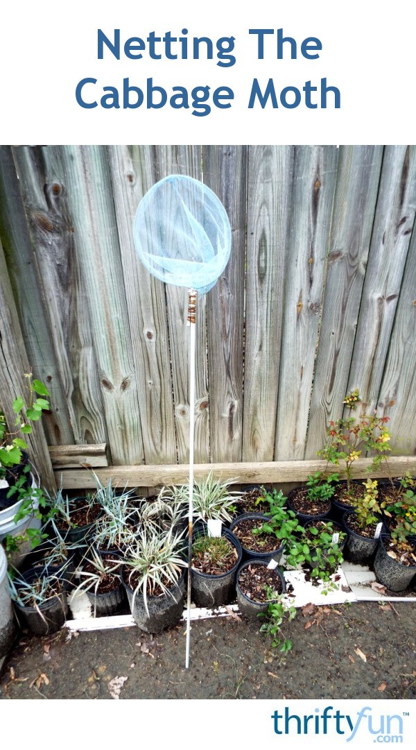 Netting The Cabbage Moth ThriftyFun