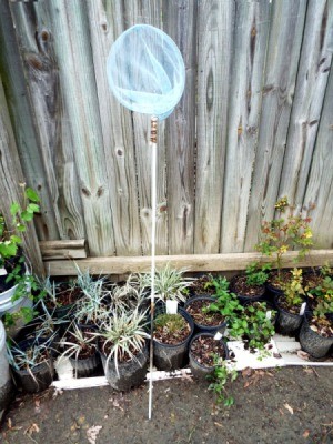 Netting The Cabbage Moth - butterfly net leaning up against a wooden fence