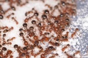 Red ants eating borax.