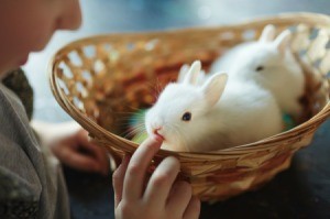 Bunnies in a basket with a young boy touching them.