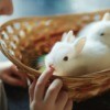 Bunnies in a basket with a young boy touching them.