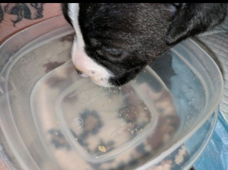 Is My Dog a Full Blood Pit Bull?