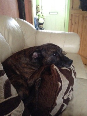 Dog Has Bumps Along Tail - brindle dog on white couch