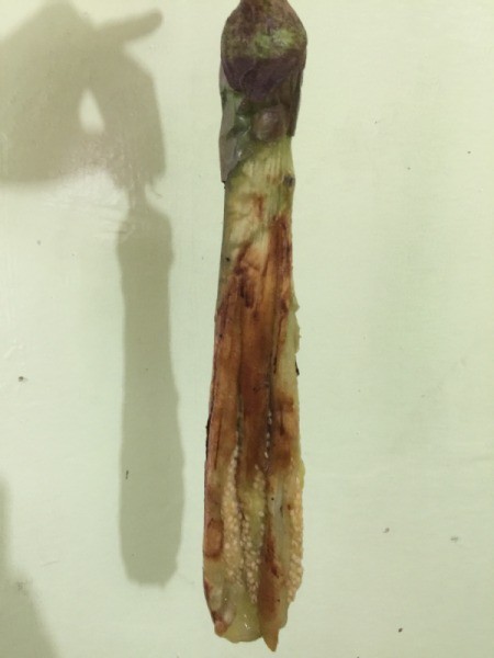 roasted peeled eggplant