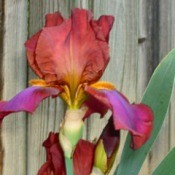 Russet Iris - beautiful russet and purple iris against a wooden fence