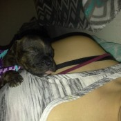 Feeding a 6 Week Old Puppy - young Pit puppy