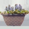 Ajuga Chocolate Kiss - planter with purple flowering ajuga