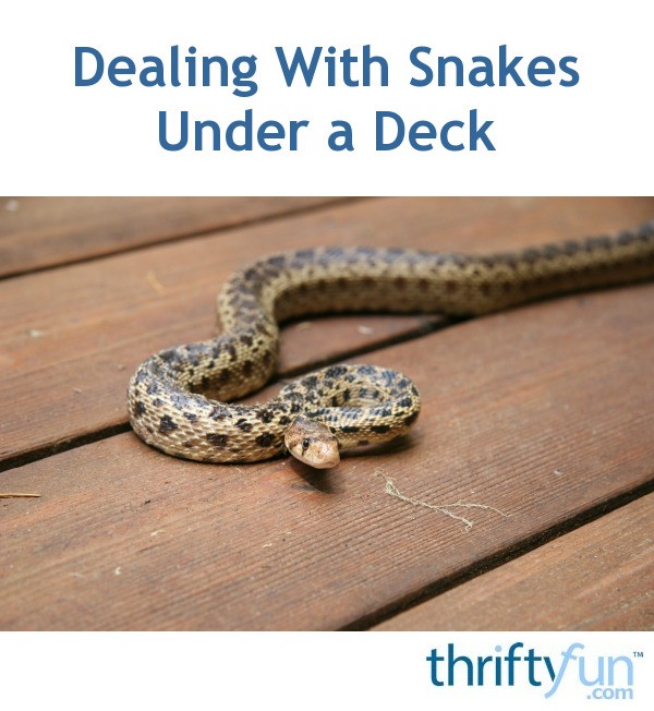 Dealing With Snakes Under a Deck ThriftyFun