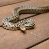 A snake on a wood deck.