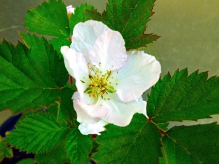 Arapaho Blossom - blackberry flower