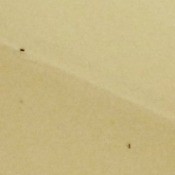 Getting Rid of Crawling Bugs That Also Fly - two ant looking bugs