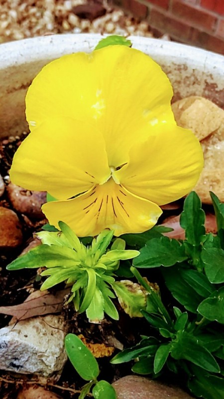 Spring Pansy - bright lemon yellow pansy