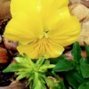 Spring Pansy - bright lemon yellow pansy