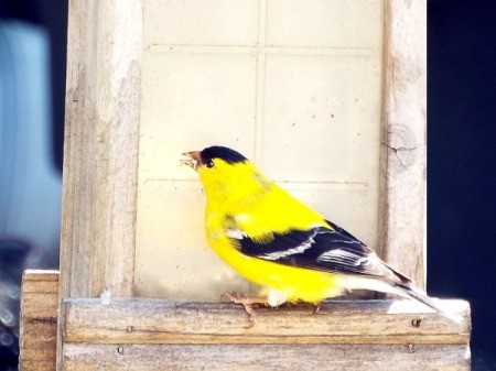 The Brilliant Goldfinch - finch on feeder