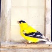 The Brilliant Goldfinch - finch on feeder