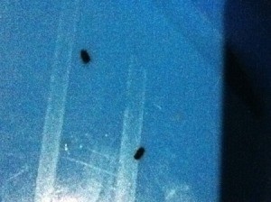 Tiny Black Biting Bugs - bugs on striped settee