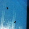 Tiny Black Biting Bugs - bugs on striped settee
