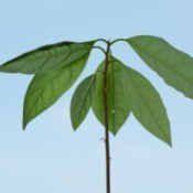 Small avocado plant