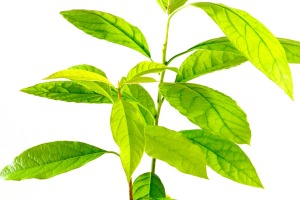 Avocado Plant leaves on white