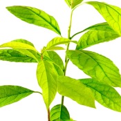 Avocado Plant leaves on white