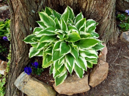 Give Hosta Its Own Niche - green and white hosta growing next to tree trunk