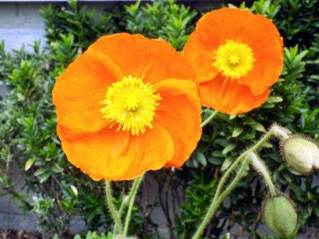 Spring Fever Orange Poppy - brilliant orange flower with yellow center