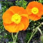 Spring Fever Orange Poppy - brilliant orange flower with yellow center