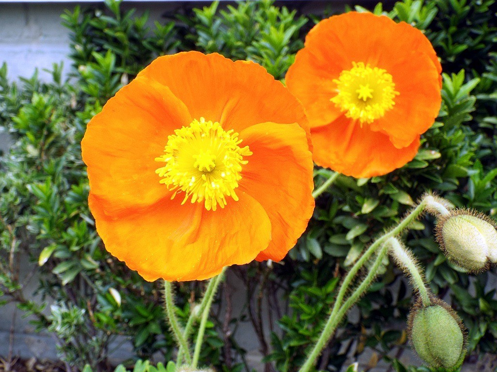 Spring Fever Orange Poppy