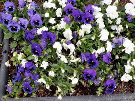 Ragged Pansy Bed - purple and white pansies