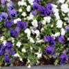 Ragged Pansy Bed - purple and white pansies