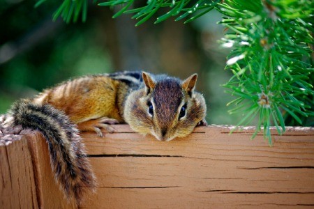 A chipmunk resting on a wood planter.