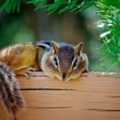 A chipmunk resting on a wood planter.