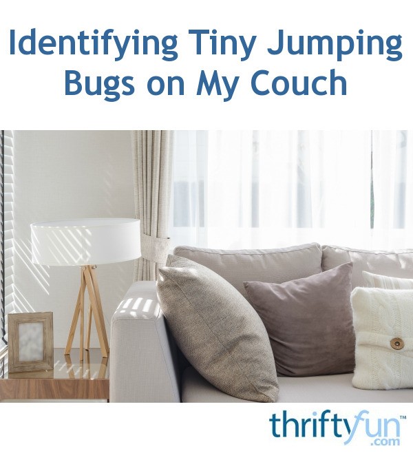 Identifying Tiny Jumping Bugs on My Couch ThriftyFun