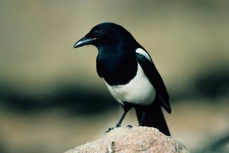 Black billed magpie