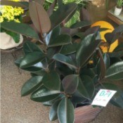 What Is This House Plant? - plant with ovoid dark green leaves