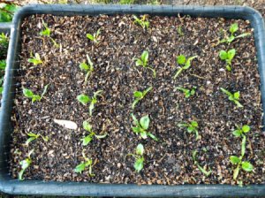 Spinach seedlings growing inside a concrete mixing tub.