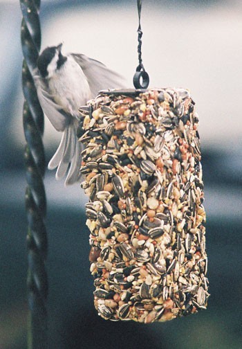 Chickadee in Flight