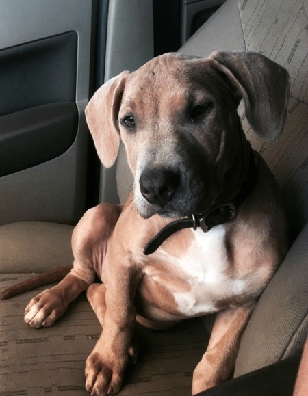 Is My Dog a Pure Bred Pit Bull?