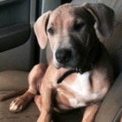 Is My Dog a Pure Bred Pit Bull?