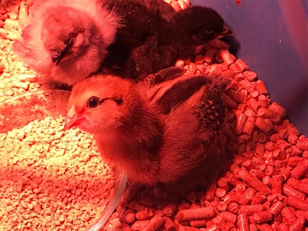 Our Three Little Chicks - at one week