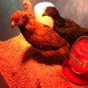 Our Three Little Chicks - all three chicks