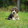 A beagle puppy sitting on the grass.