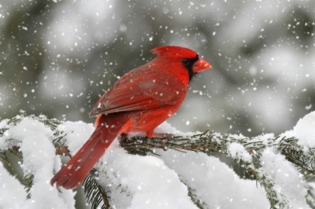 Northern Cardinal bird in a snow storm.