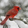 Northern Cardinal bird in a snow storm.