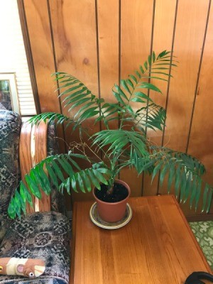 What Is This Houseplant? palm looking plant