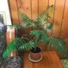What Is This Houseplant? palm looking plant