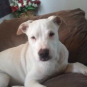 Is My Dog a Pure Bred Pit Bull? - white dog