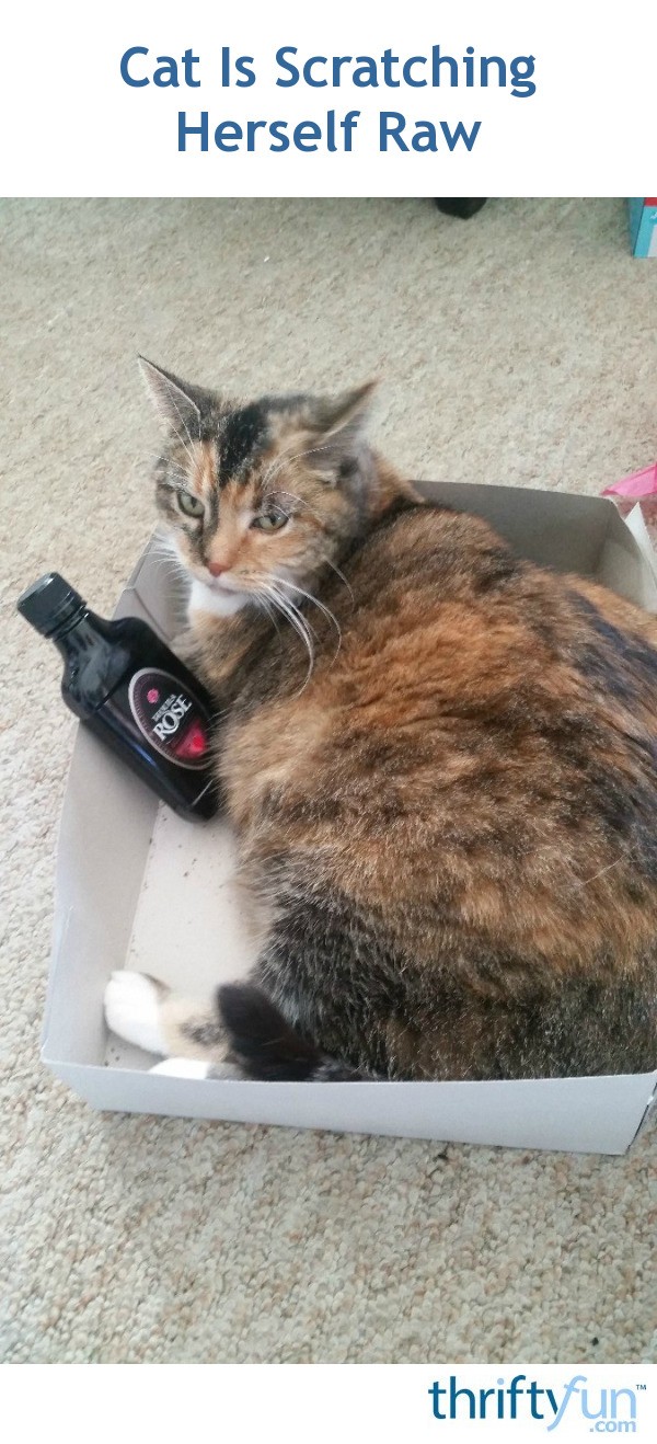 Cat Is Scratching Herself Raw? ThriftyFun