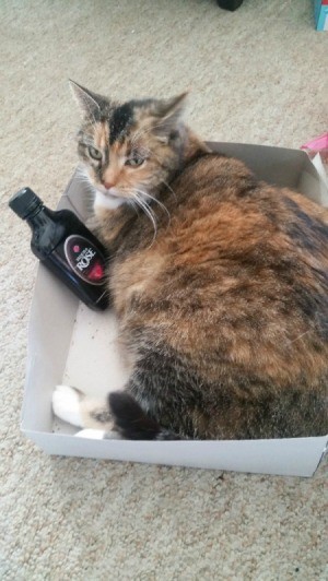 Cat Is Scratching Herself Raw - calico cat lying in a cardboard box