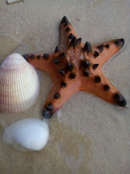 A starfish next to a shell on the beach.